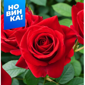 Роза Кисс Кордона спрей СемАлт
