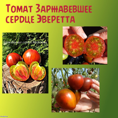 Томат Заржавевшие сердце Эверетта Коллекционные сорта