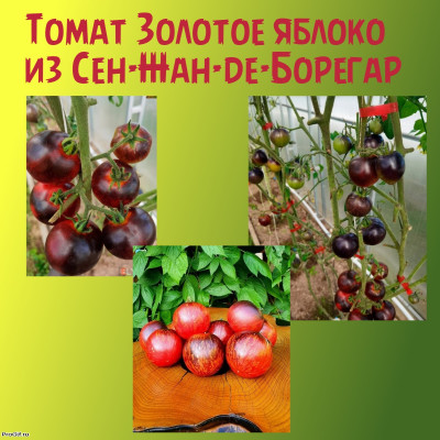 Томат Золотое Яблоко из Сен Жан де Борежара (Domaine de Saint-Jean de Beauregard)   коллекционные сорта