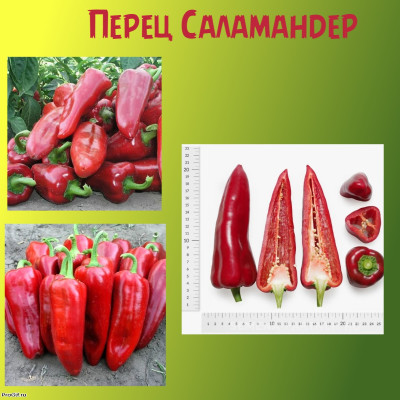 Перец Саламандер Коллекционные сорта