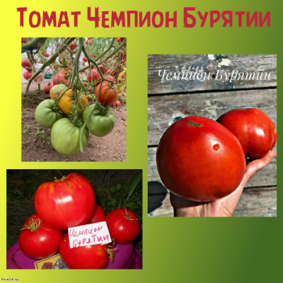 Томат Чемпион Бурятии Коллекционные сорта