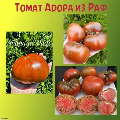 Томат Адора из Раф /Adora iz RAF/ Коллекционные сорта