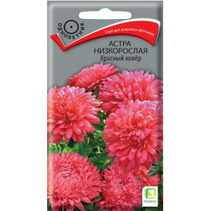 Астра Красный ковер низкорослый Поиск Ц 
