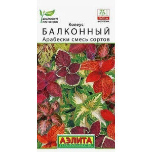 Колеус Арабески АЭ Ц Колеус Арабески АЭ Ц
