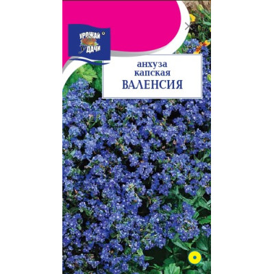 Анхуза Валенсия капская УУ Ц 