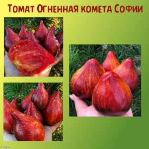 Томат Огненная комета Софии коллекционный сорт Томат Огненная комета Софии коллекционный сорт