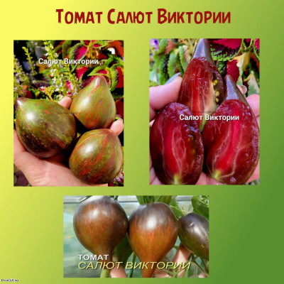 Томат Салют Виктории коллекционный сорт