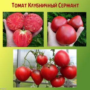 Томат Клубничный Сержант коллекционный сорт