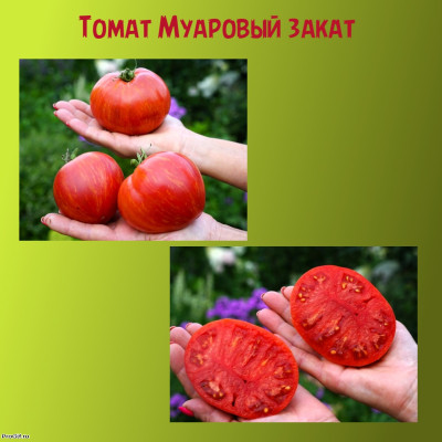 Томат Муаровый Закат коллекционный сорт