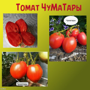 Томат ЧуМаТары коллекционные сорта Томат ЧуМаТары коллекционные сорта