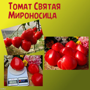 Томат Святая Мироносица коллекционные сорта
