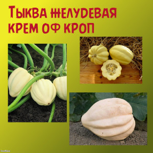 Тыква Крем оф кроп ручная фасовка