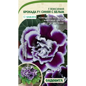 Глоксиния Брокада Синяя с белым Sakata / Садовита Ц Глоксиния Брокада Синяя с белым Sakata / Садовита Ц