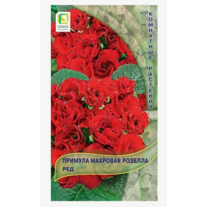 Примула Розелла Ред Поиск Ц Примула Розелла Ред Поиск Ц