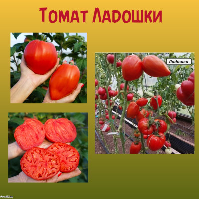 Томат Ладошки коллекционные сорта