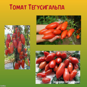 Томат Тегусигальпа Гондурас коллекционный сорт Томат Тегусигальпа Гондурас коллекционный сорт
