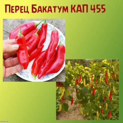 Перец ягодный Бакатум КАП 455 (Baccatum CAP 455) коллекционные сорта