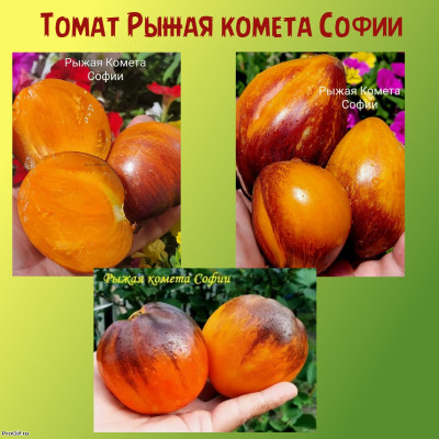 Томат Рыжая комета Софии коллекционный сорт