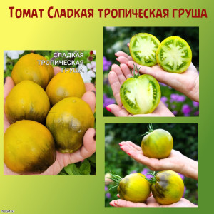 Томат Сладкая Тропическая Груша коллекционный сорт Томат Сладкая Тропическая Груша коллекционный сорт