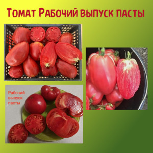 Томат Рабочий выпуск пасты коллекционный сорт