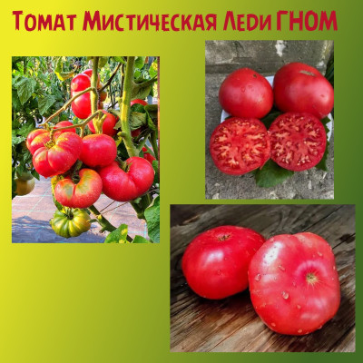Томат Мистическая Леди ГНОМ коллекционный сорт