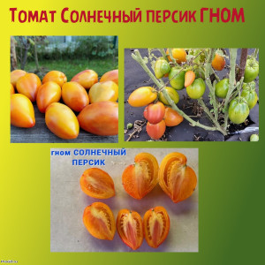 Томат Солнечный персик ГНОМ коллекционный сорт