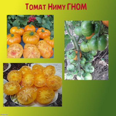 Томат Ниму ГНОМ коллекционный сорт