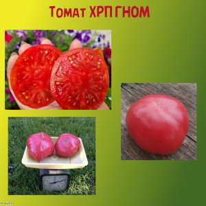 Томат ХРП ГНОМ коллекционный сорт