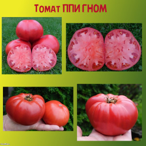 Томат ППИ ГНОМ коллекционный сорт