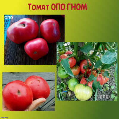 Томат ОПО ГНОМ коллекционный сорт