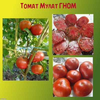 Томат Мулат ГНОМ коллекционный сорт