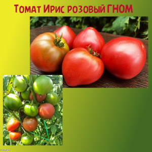 Томат Розовый ирис ГНОМ коллекционный сорт