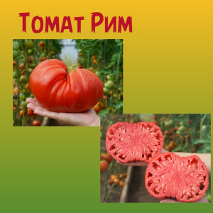 Томат Рим коллекционный сорт