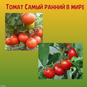 Томат Самый ранний в мире томат коллекционный сорт Томат Самый ранний в мире томат коллекционный сорт