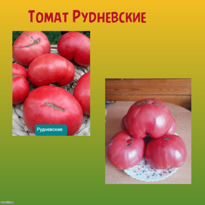 Томат Рудневские коллекционный сорт
