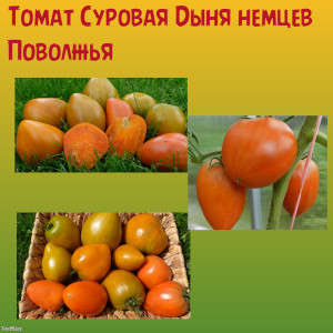 Томат Суровая дыня немцев Поволжья коллекционный сорт