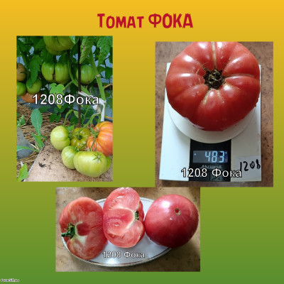 Томат Фока коллекционный сорт
