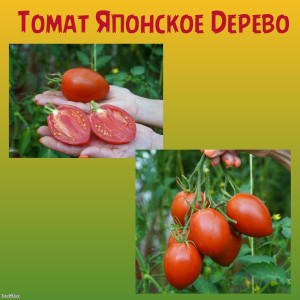 Томат Японское дерево Купитэ коллекционный сорт Томат Японское дерево Купитэ коллекционный сорт