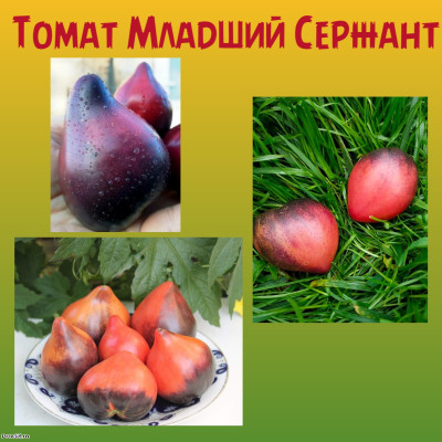 Томат Младший сержант коллекционный сорт