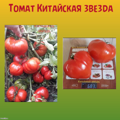 Томат Китайская звезда коллекционный сорт