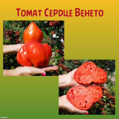 Томат Сердце Венето коллекционный сорт