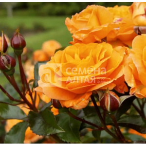 Роза Оранж Сенсейшен Сем Алт