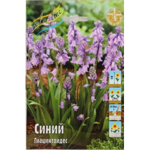 Гиацинтоидес Синий 1шт