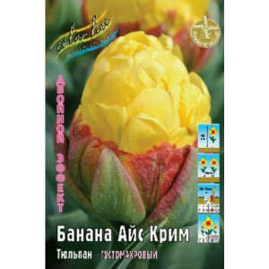 Тюльпан Айс Крим Банана, 2й эффект, 11/+