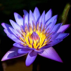 Нимфея (Nymphaea CAERULEA (Кувшинка) 2 сем