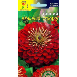 Цинния Красный фонарь Цветущий сад
