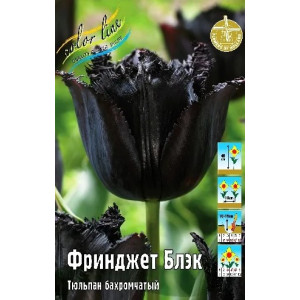 Тюльпан Фринджет Блэк 12/+ 1шт