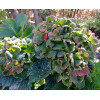 Гортензия Рембрандт Вибрант Верде крупнолистная  (сорт 'REMBRANDT/Vibrant Verde')