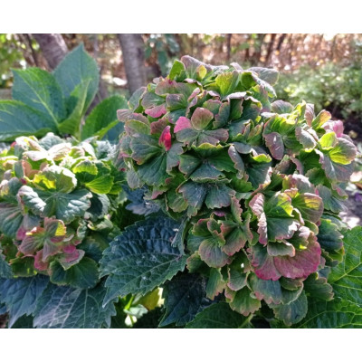 Гортензия Рембрандт Вибрант Верде крупнолистная  (сорт 'REMBRANDT/Vibrant Verde')