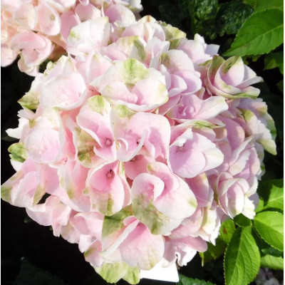 Гортензия Рембрандт Элегант Роза крупнолистовая  (сорт 'REMBRANDT/Elegant Rosa')